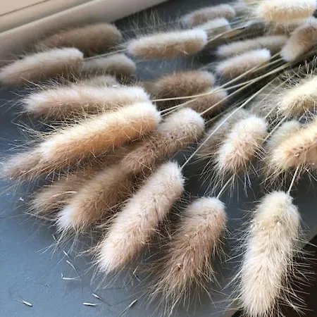 Seashell Rustig Gelegen Dichtbij Het Ideaal Voor Gezinnen